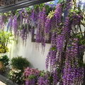 12pcs Artificial Purple Wisteria Hanging Vines